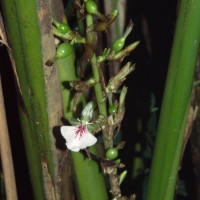 Elettaria cardamomum (L.) Maton